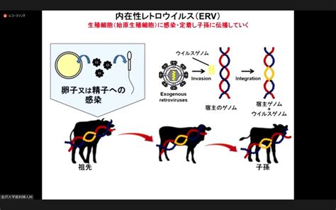 動物胎盤|哺乳類の胎盤形成にはウイルスが関与しており、その。